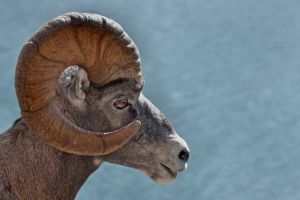 Bighorn Sheep - JASPER ALBERTA